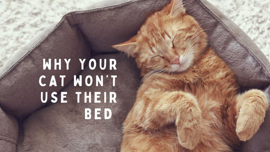 Why Your Cat Won't Use the Bed You Bought Them - Always Whiskered