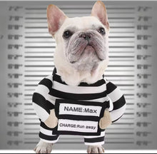 Prisoner pet costume - Always Whiskered 