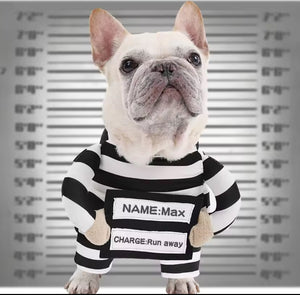 Prisoner pet costume - Always Whiskered 