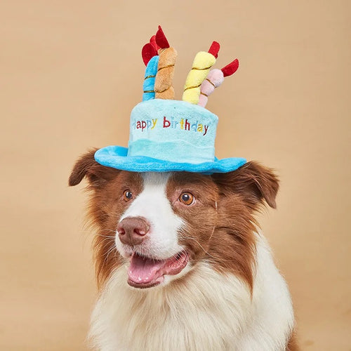 Pet birthday hat