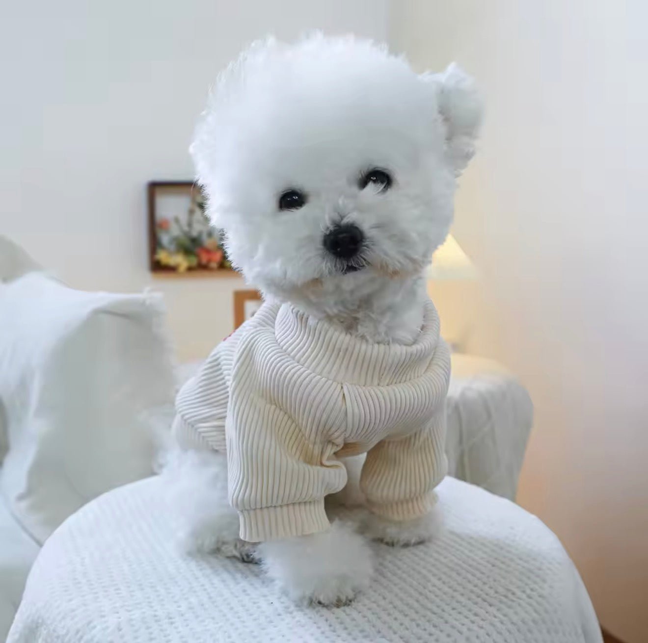 Be Mine Valentine Pet Tee - Always Whiskered