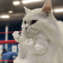 Buff Muscle Cat Arms - Always Whiskered