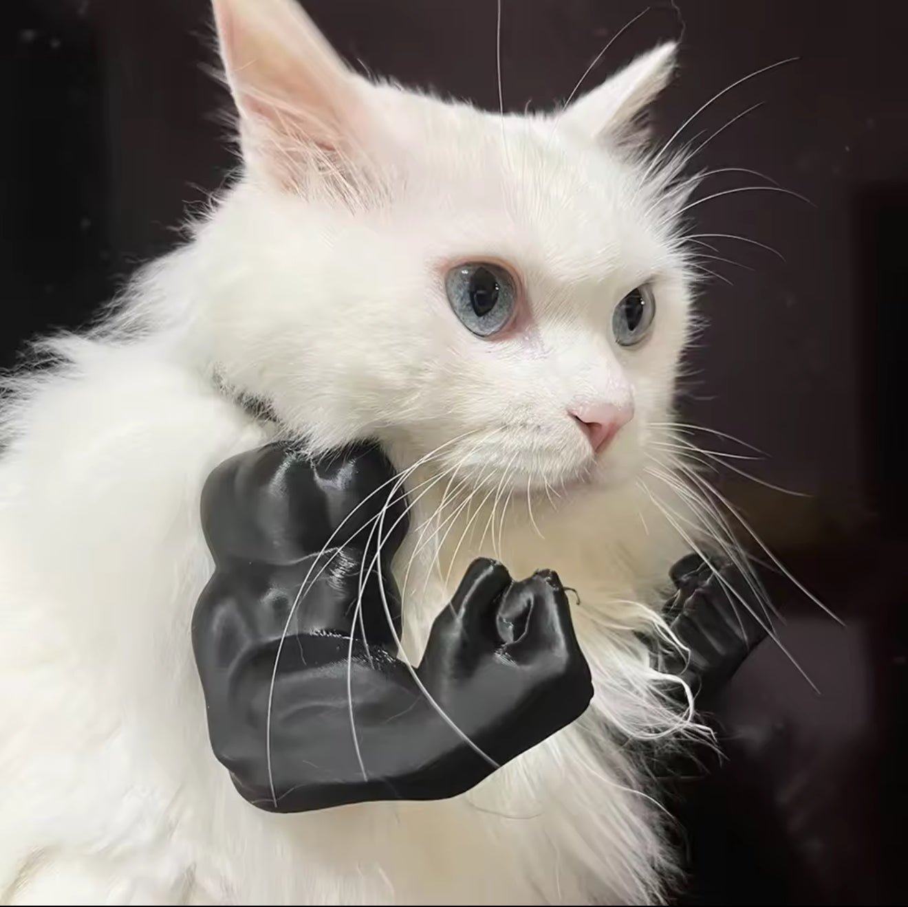 Buff Muscle Cat Arms - Always Whiskered