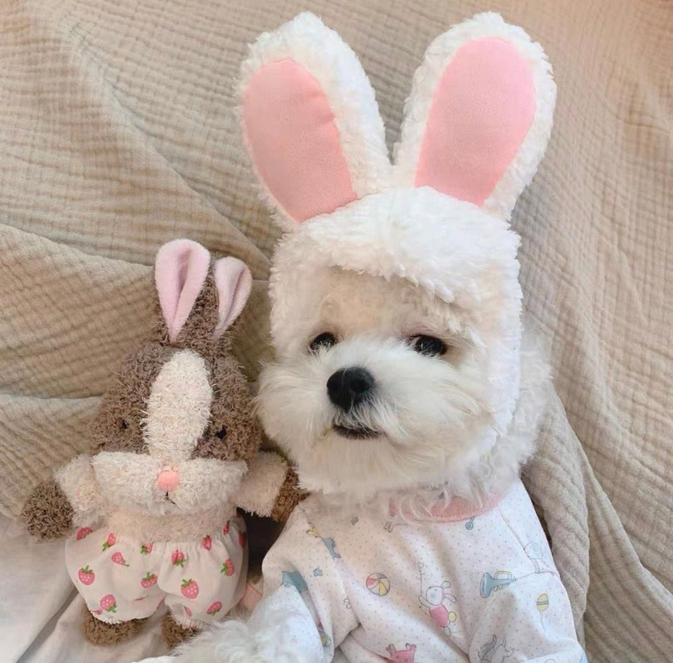 Bunny Ears - Always Whiskered