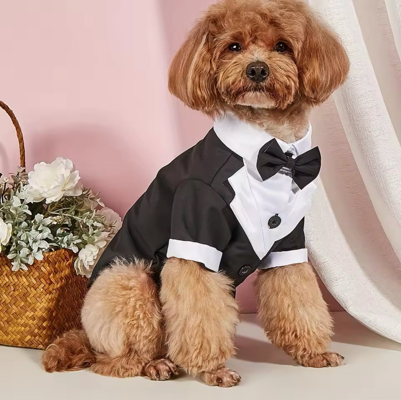 Dapper Pet Tuxedo - Always Whiskered