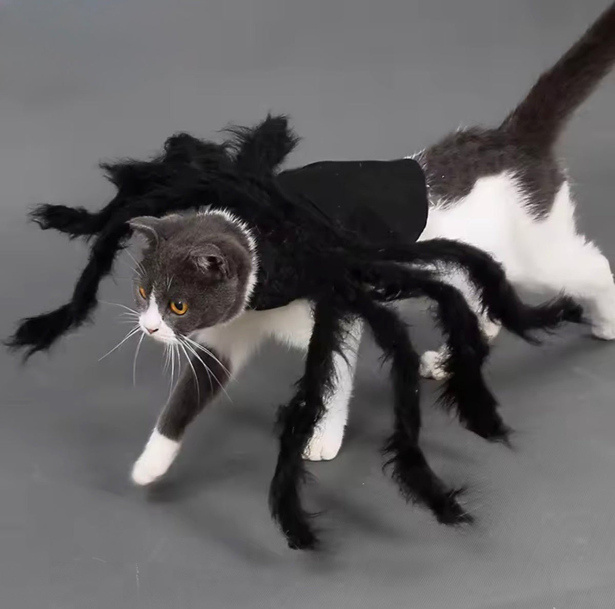 Fuzzy Spider Pet Costume - Always Whiskered