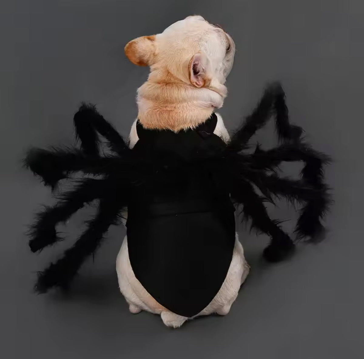 Fuzzy Spider Pet Costume - Always Whiskered