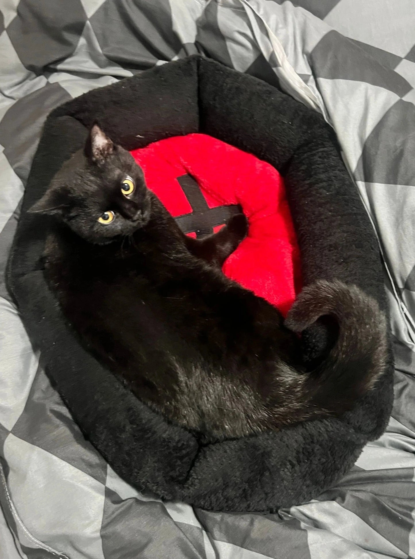 Halloween Casket Pet Bed - Always Whiskered