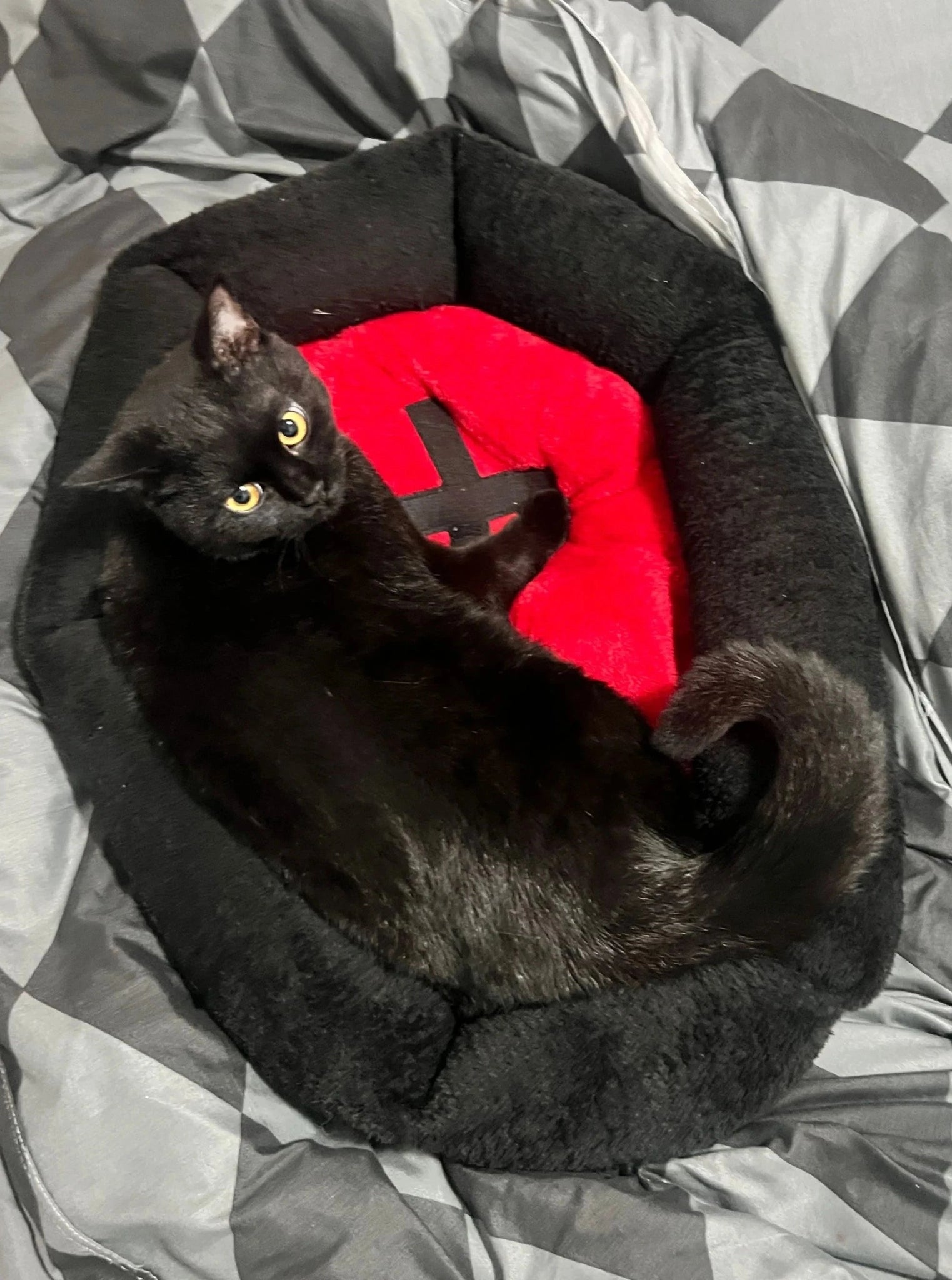Halloween Casket Pet Bed - Always Whiskered