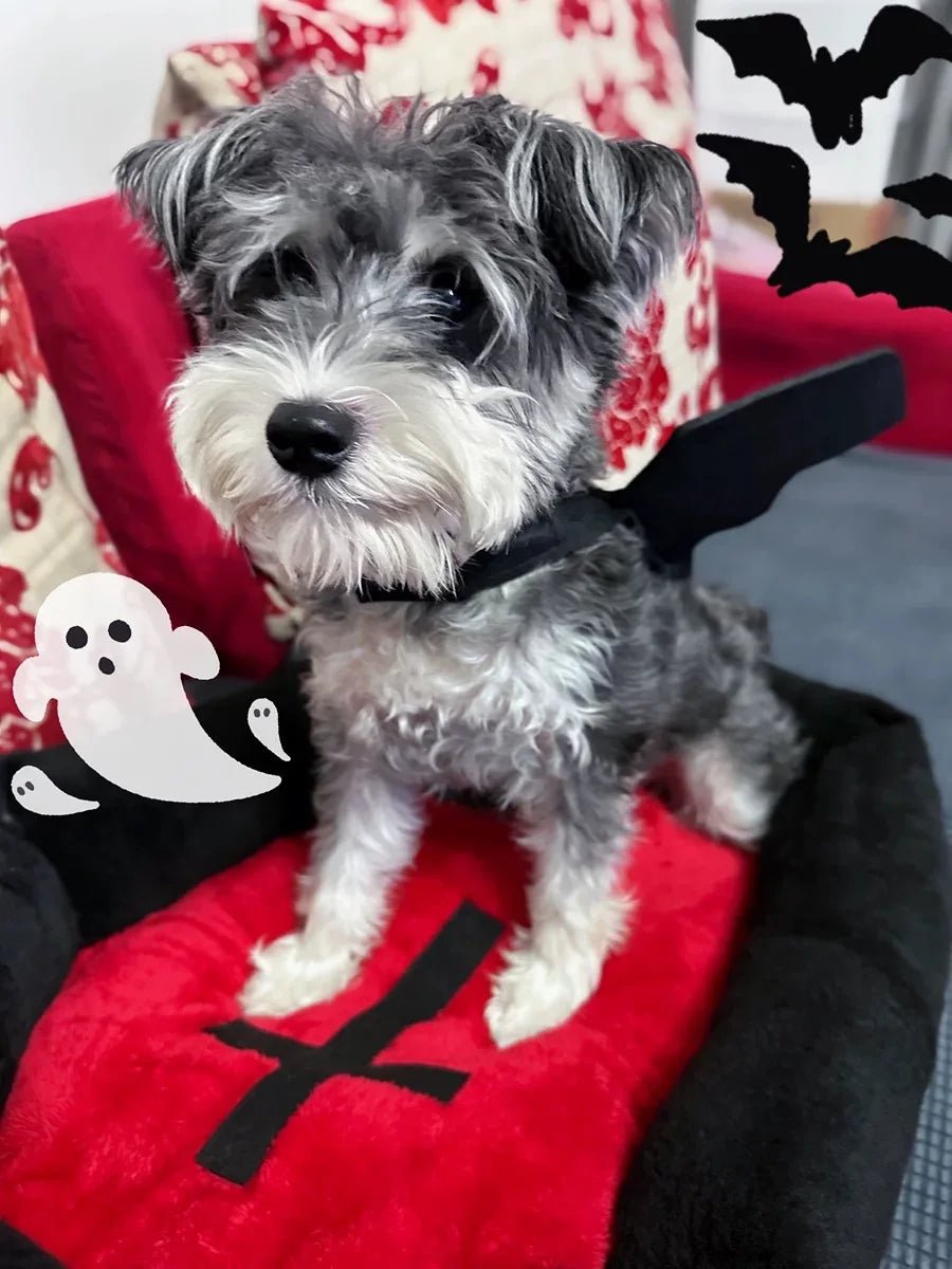 Halloween Casket Pet Bed - Always Whiskered