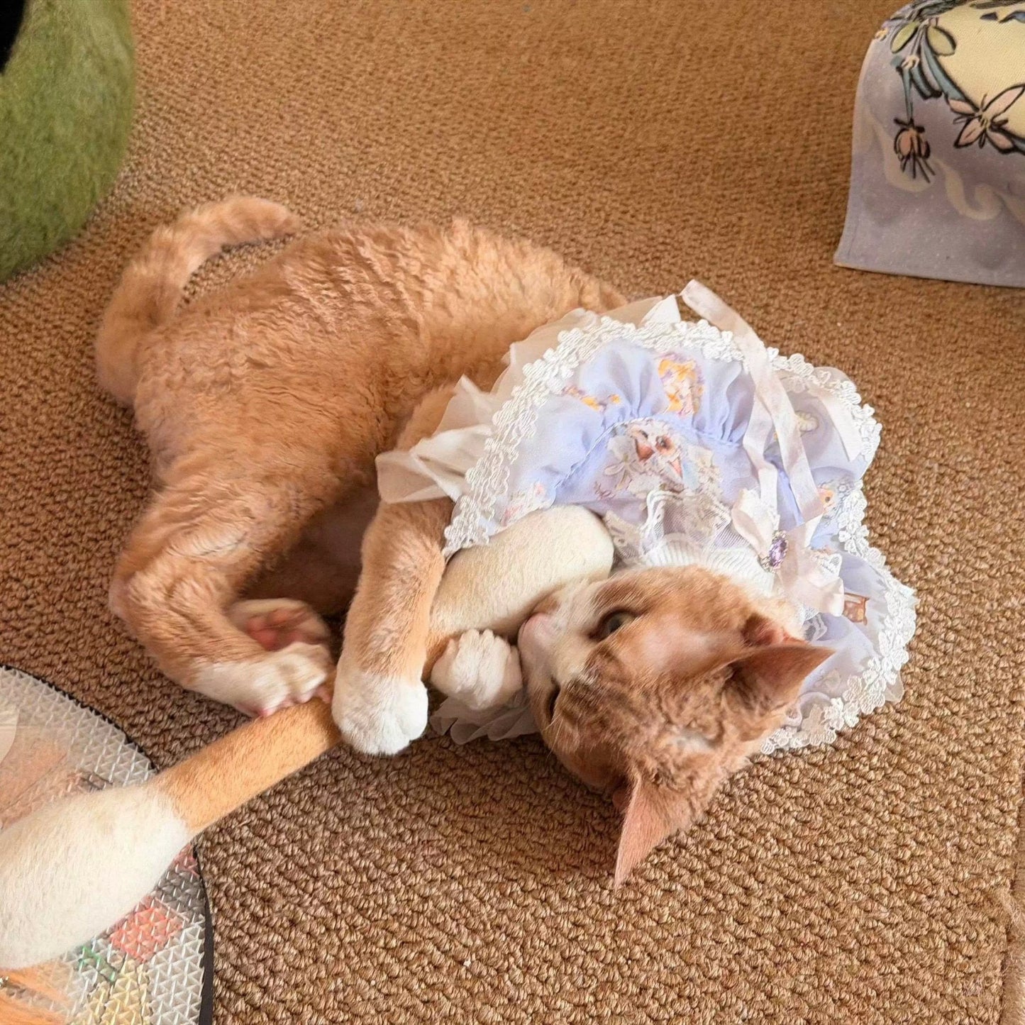 Jumbo Cotton Bud Cat Toy - Always Whiskered
