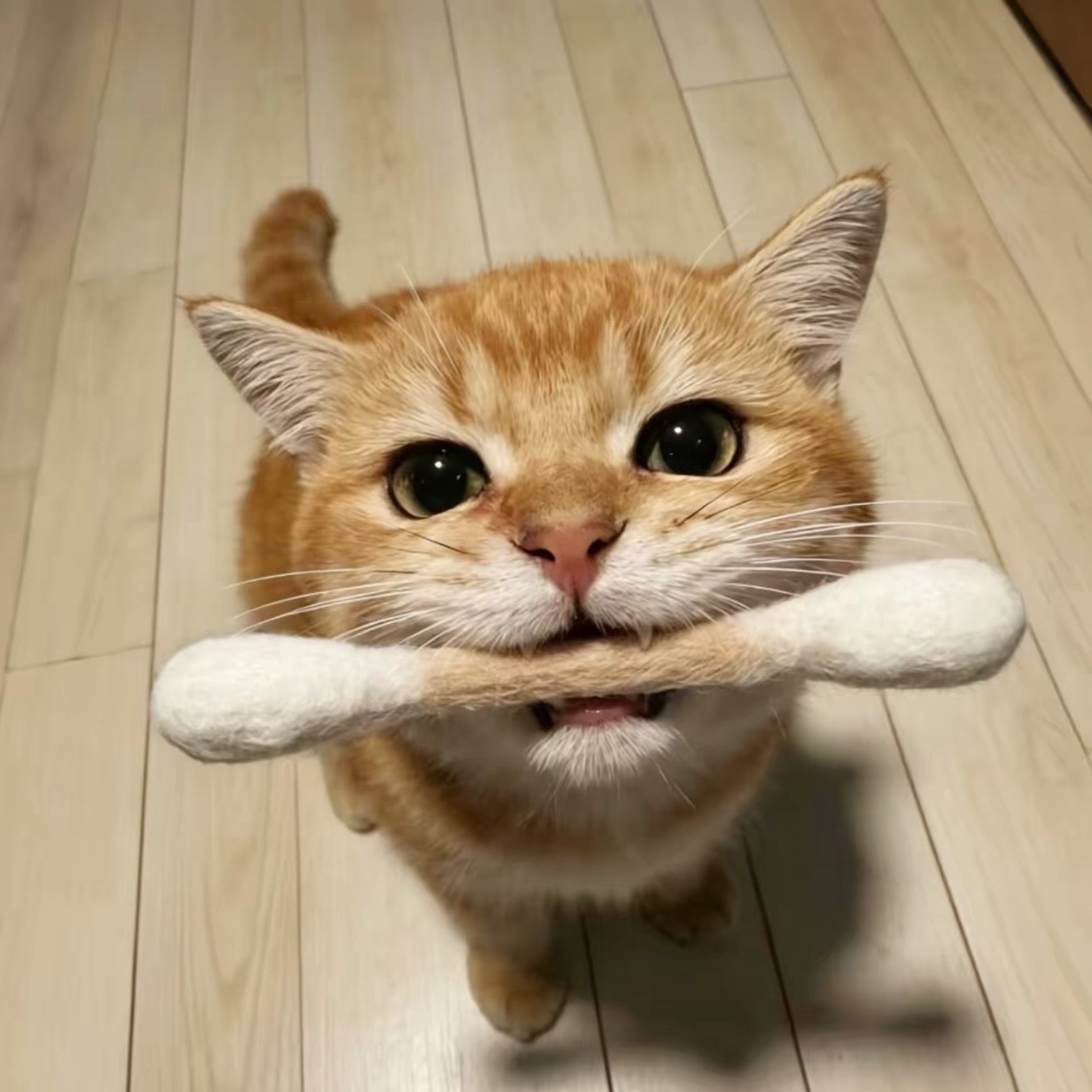 Jumbo Cotton Bud Cat Toy - Always Whiskered