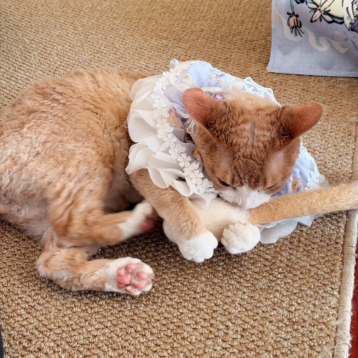 Jumbo Cotton Bud Cat Toy - Always Whiskered