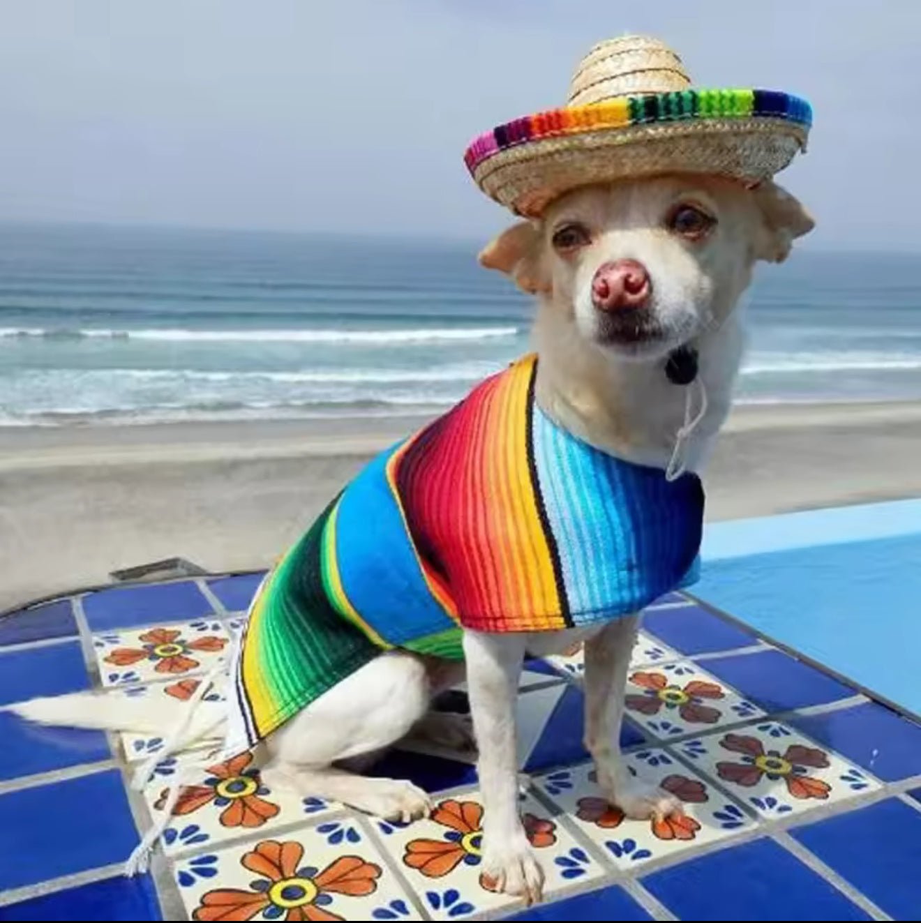 Mexican Sombrero hat - Always Whiskered
