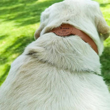 Perrsonalized Pet Collar for AirTag - Always Whiskered