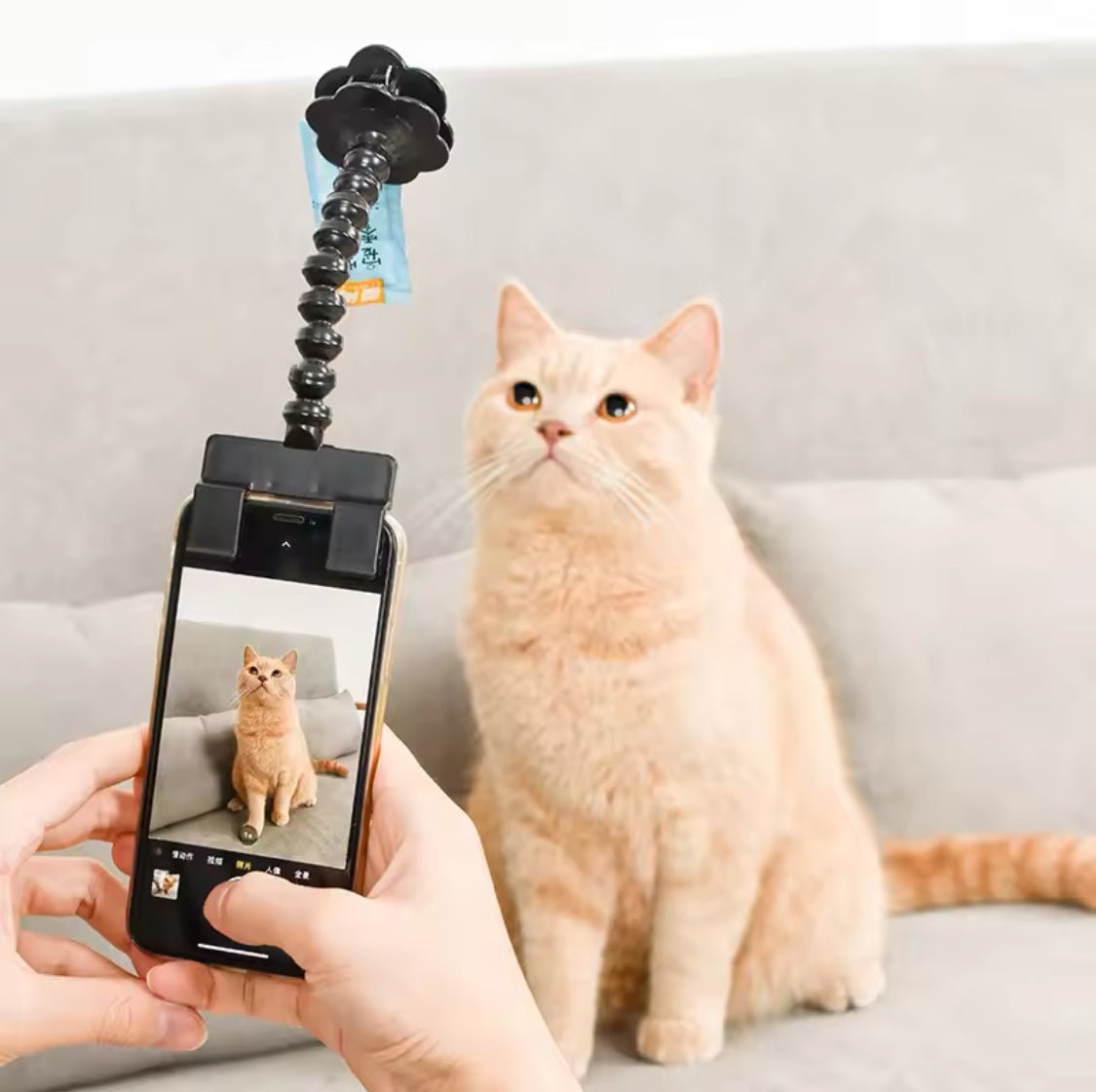 Pet Selfie Stick - Always Whiskered