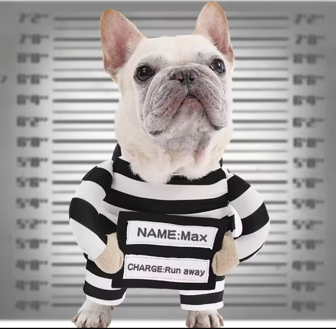 Prisoner Pet Costume - Always Whiskered