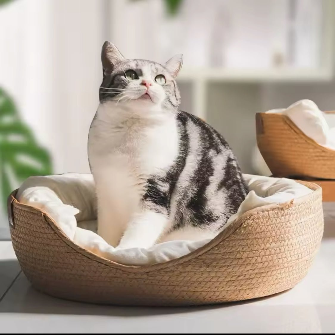 Pure Sleep Woven Nest - Always Whiskered