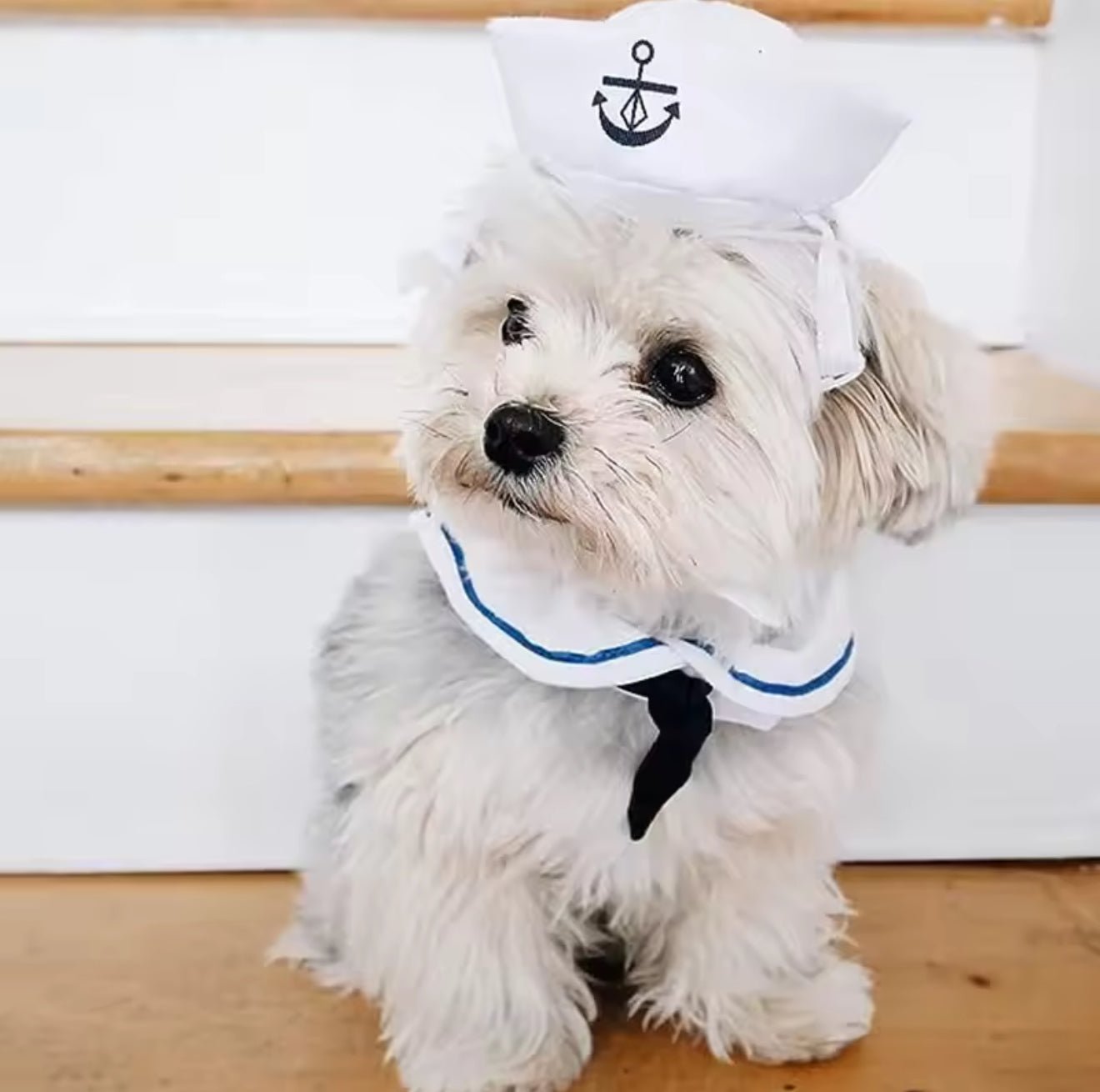 Sailor Costume - Always Whiskered