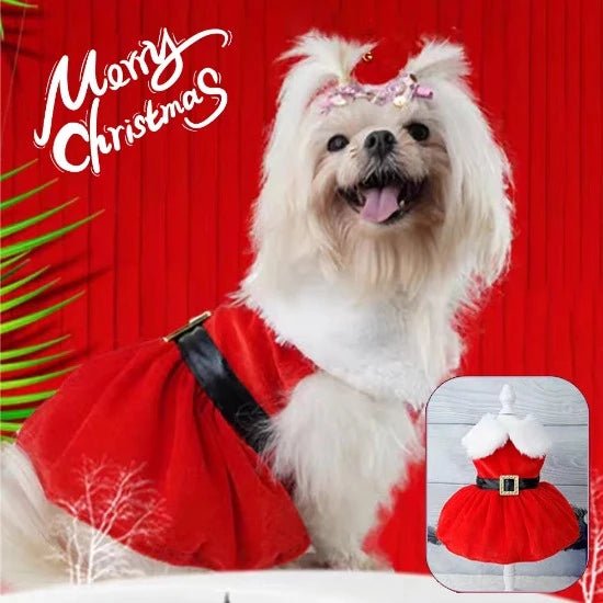 Santarina Pet Dress - Always Whiskered