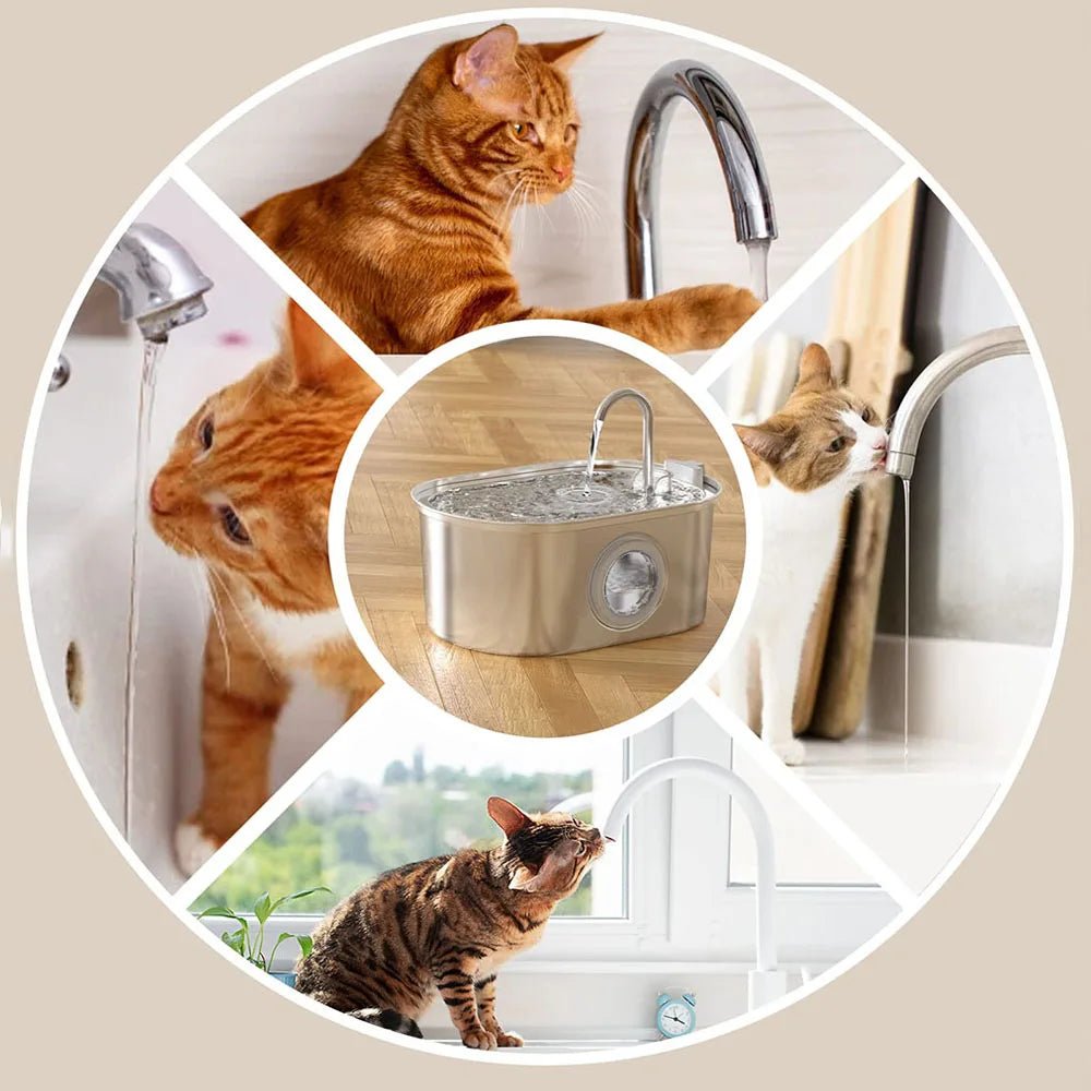 Stainless Steel Pet Faucet Fountain - Always Whiskered