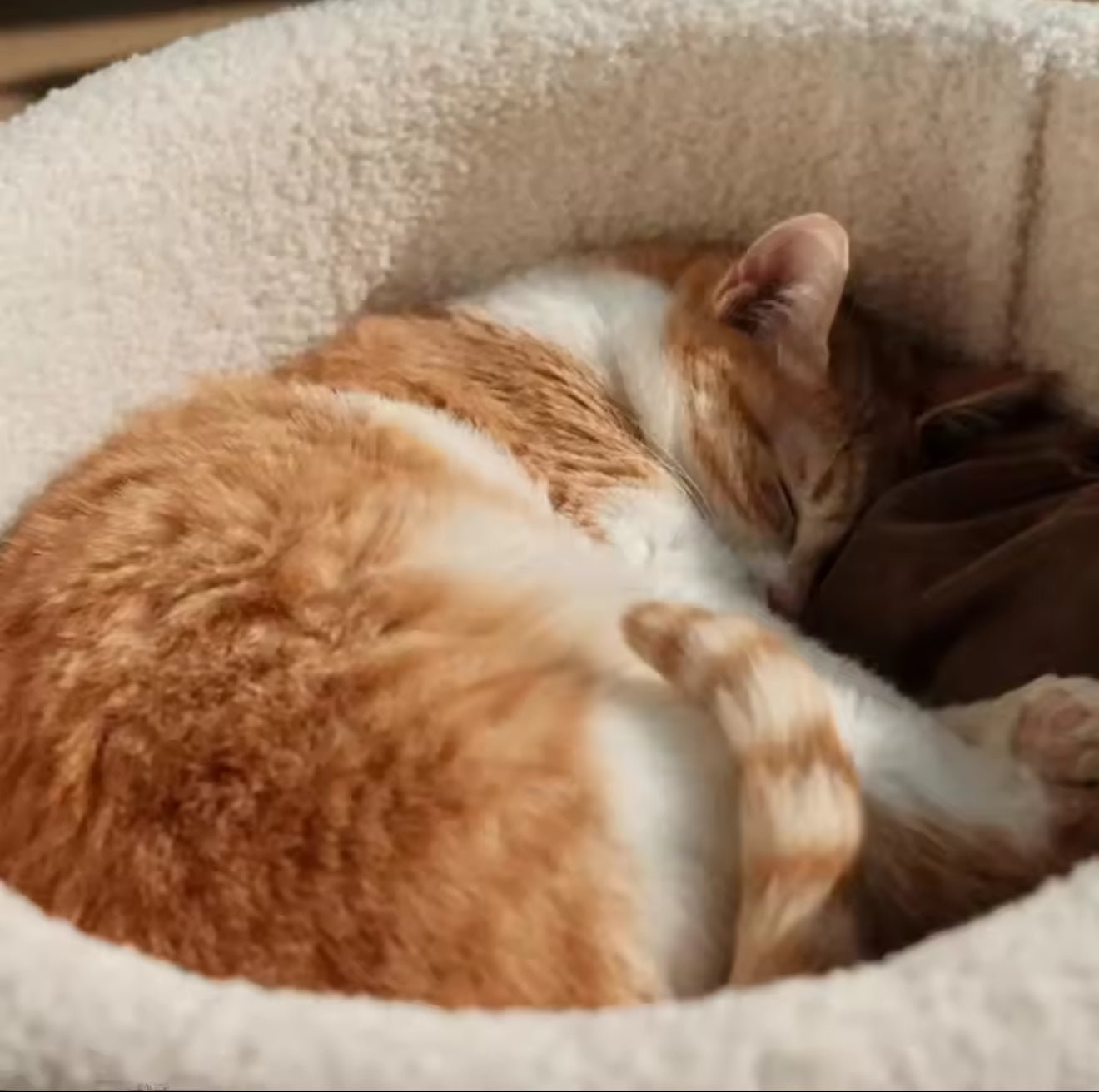 The Snuggle Mug - Always Whiskered