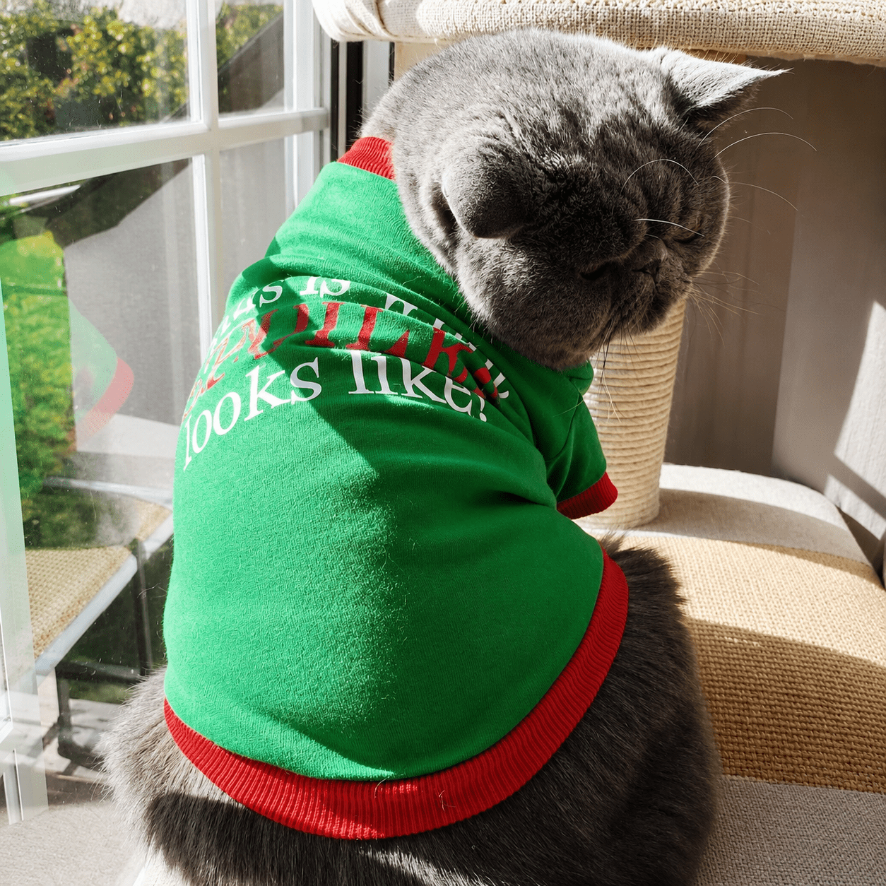 This Is What Spoiled Looks Like Pet Shirt - Always Whiskered
