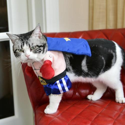 Boxer Pet Costume - Always Whiskered