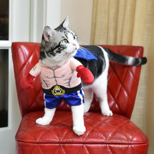 Boxer Pet Costume - Always Whiskered