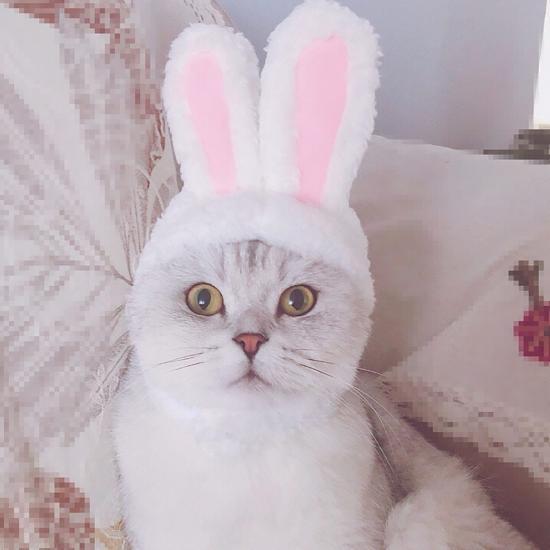 Bunny Ears - Always Whiskered