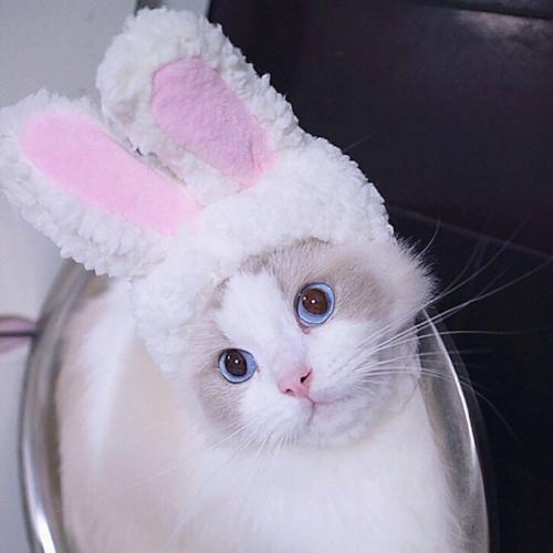 Bunny Ears - Always Whiskered