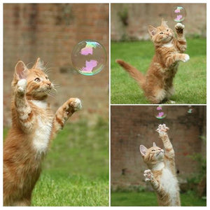 Catnip Bubbles - Always Whiskered