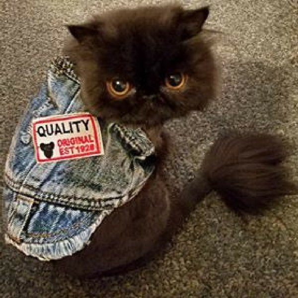 Cool Dude Pet Denim Vest - Always Whiskered