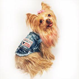 Cool Dude Pet Denim Vest - Always Whiskered