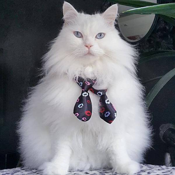 Dapper Neckties - Always Whiskered