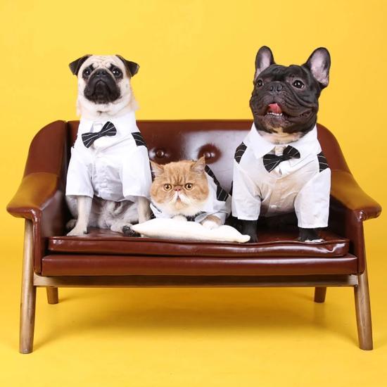 Dapper Tuxedo - Always Whiskered