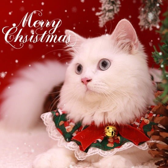 Festive Bow Teddy Collar - Always Whiskered