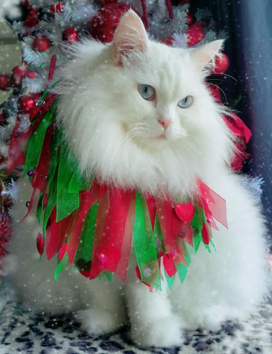 Festive Ribbon Collar - Always Whiskered