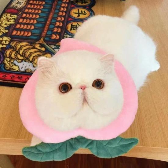 Foodilicious E Collar - Always Whiskered