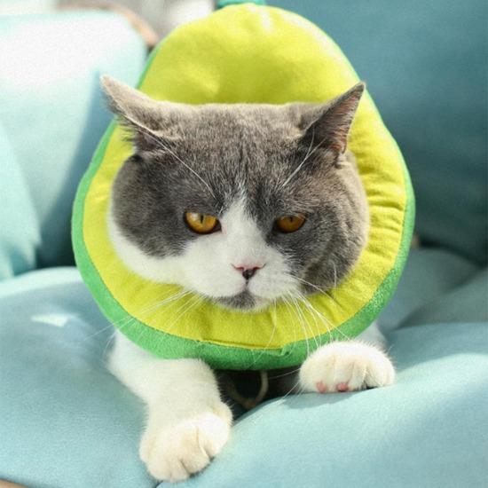 Foodilicious E Collar - Always Whiskered