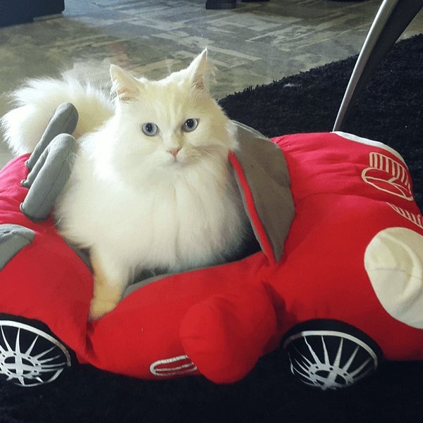 Furcedes Sports Car Bed - Always Whiskered
