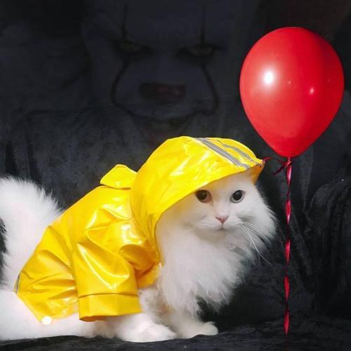 Georgie Yellow Raincoat - Always Whiskered