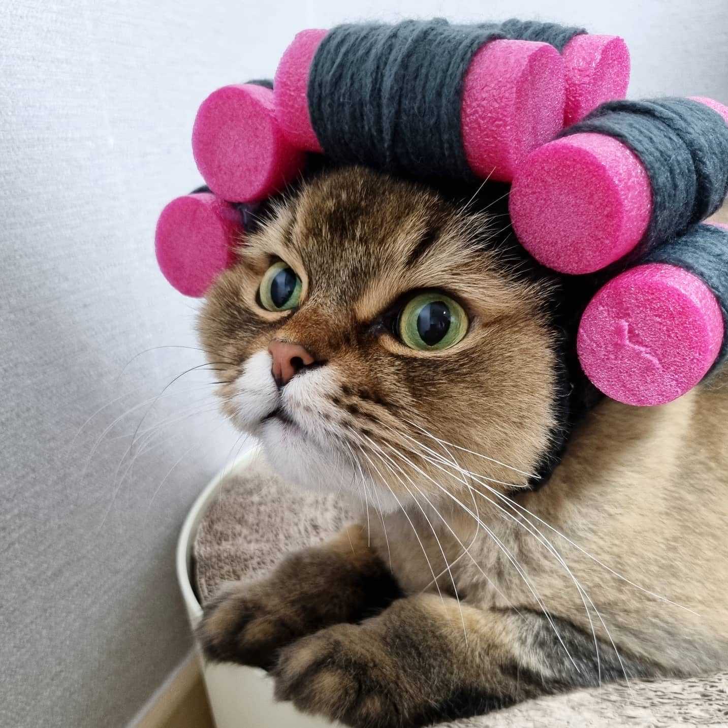 Hair Rollers Wig - Always Whiskered