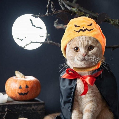 Halloween Pet Hats - Always Whiskered