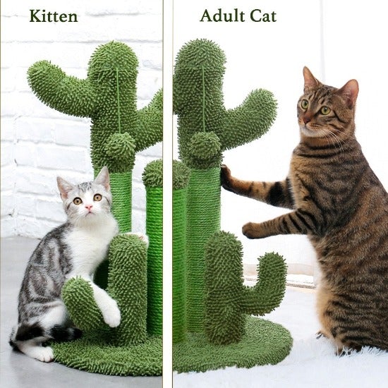 Looking Sharp Cactus Scratch Post - Always Whiskered
