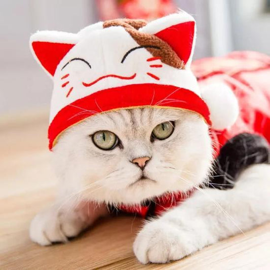 Maneki neko pet hat