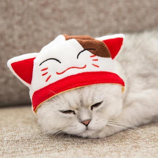 Maneki neko pet hat