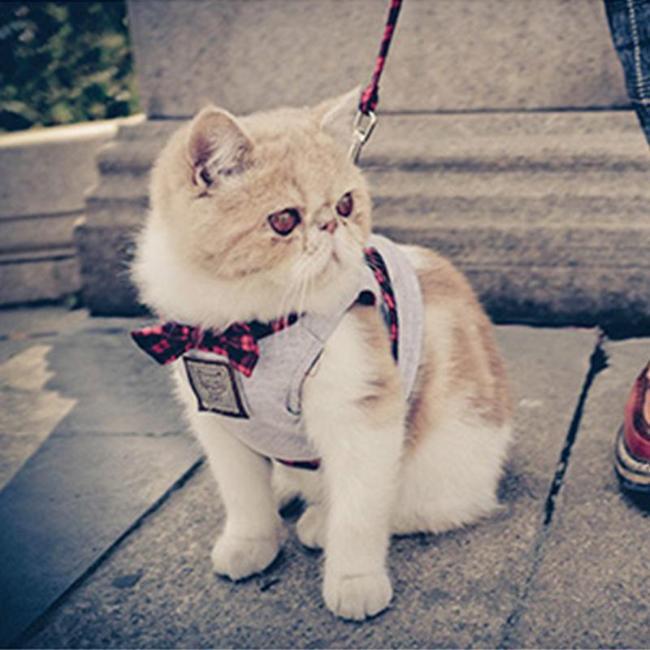Meowsome Harness with leash and bowtie - Always Whiskered 