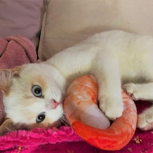Food cat toy - Always Whiskered