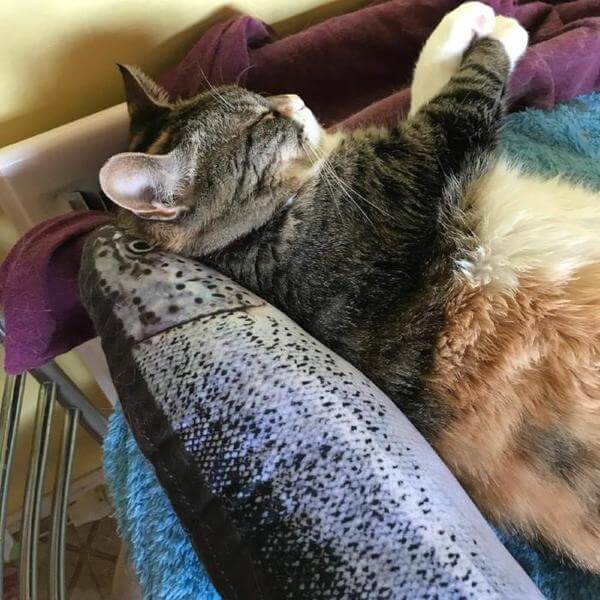Nothing Fishy About This Cat Toy - Always Whiskered